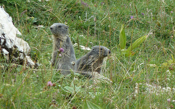 6 . L'Alpage de la Molière : au pays des Marmottes