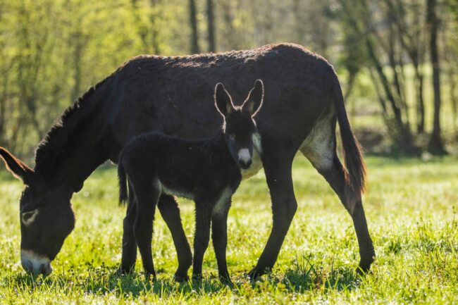 Elevage d'ânes des Pyrénées