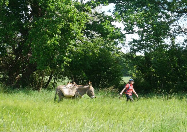 Nos randonnées avec un âne dans le Parc Naturel Régional Vallée de la Rance - Côte d'Emeraude