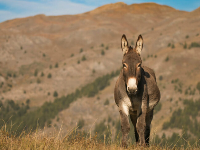 Tarifs 2026 pour les randonnées en liberté